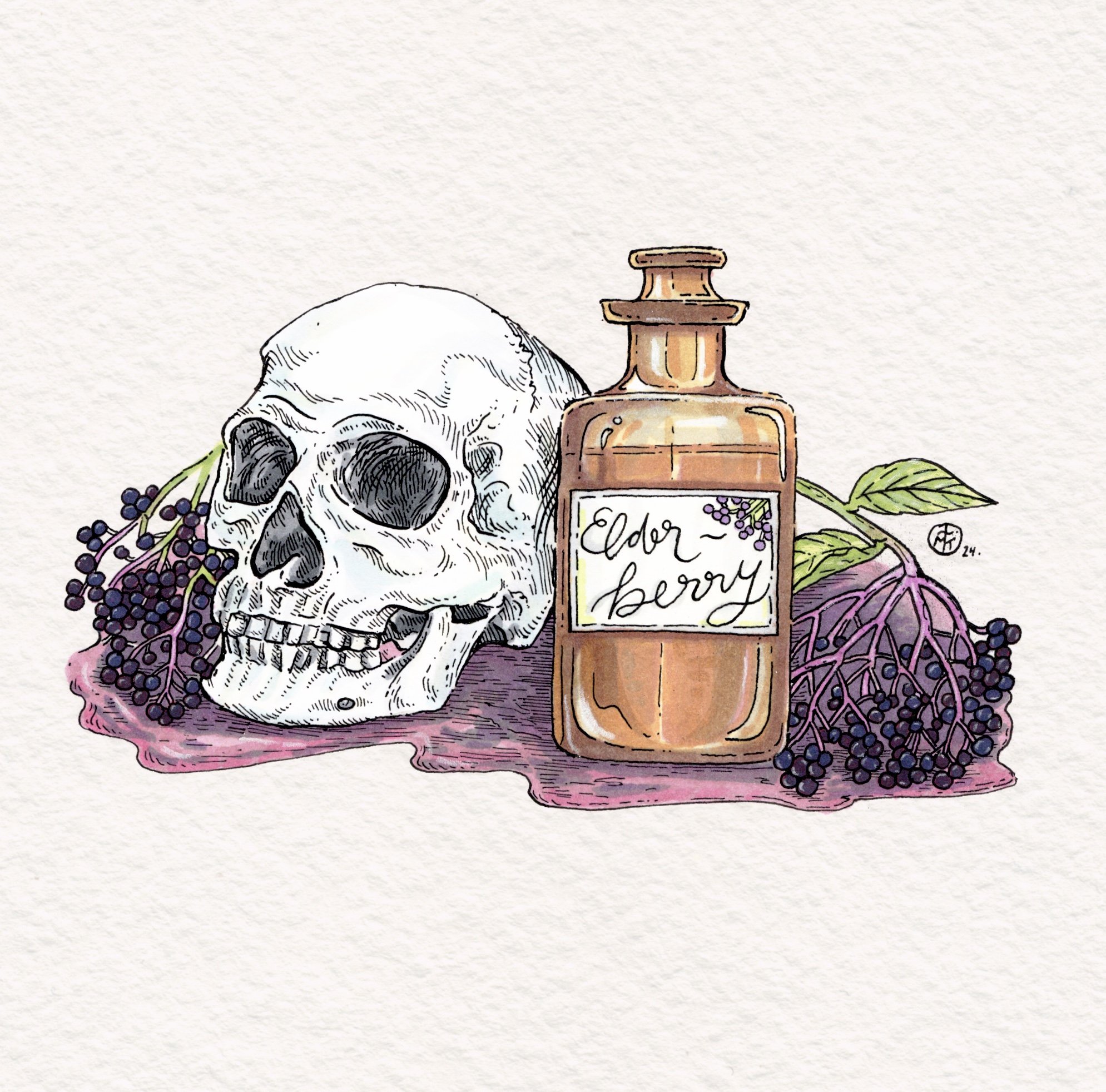 elderberry_-_poison_and_elixir.jpg