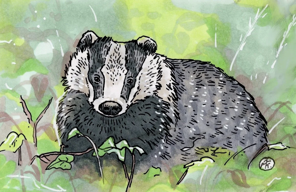 Duck,_Badger,_Chipmunk_copy.jpg