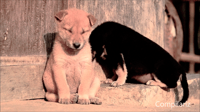 giphy-downsized (7).gif
