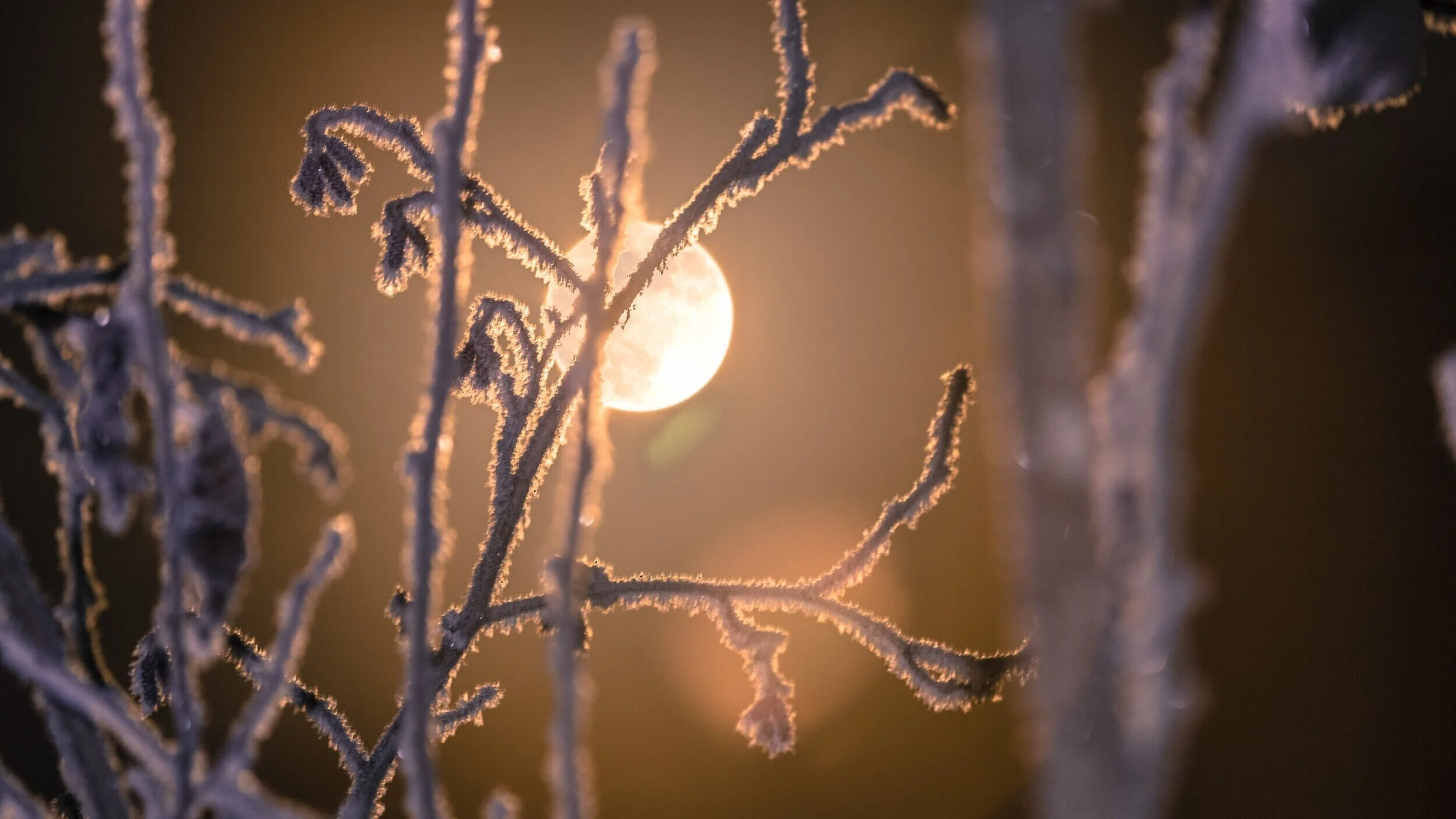 Moon with trees.jpg