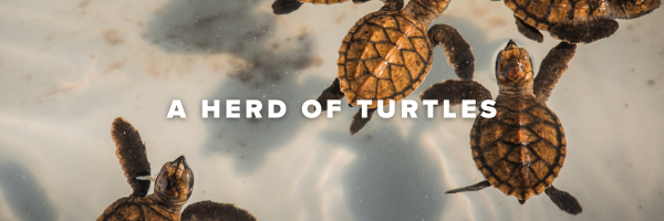 Like a Herd of Turtles