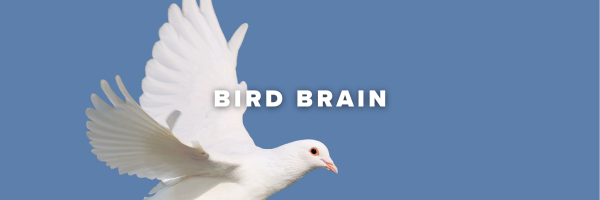 Bird Brain