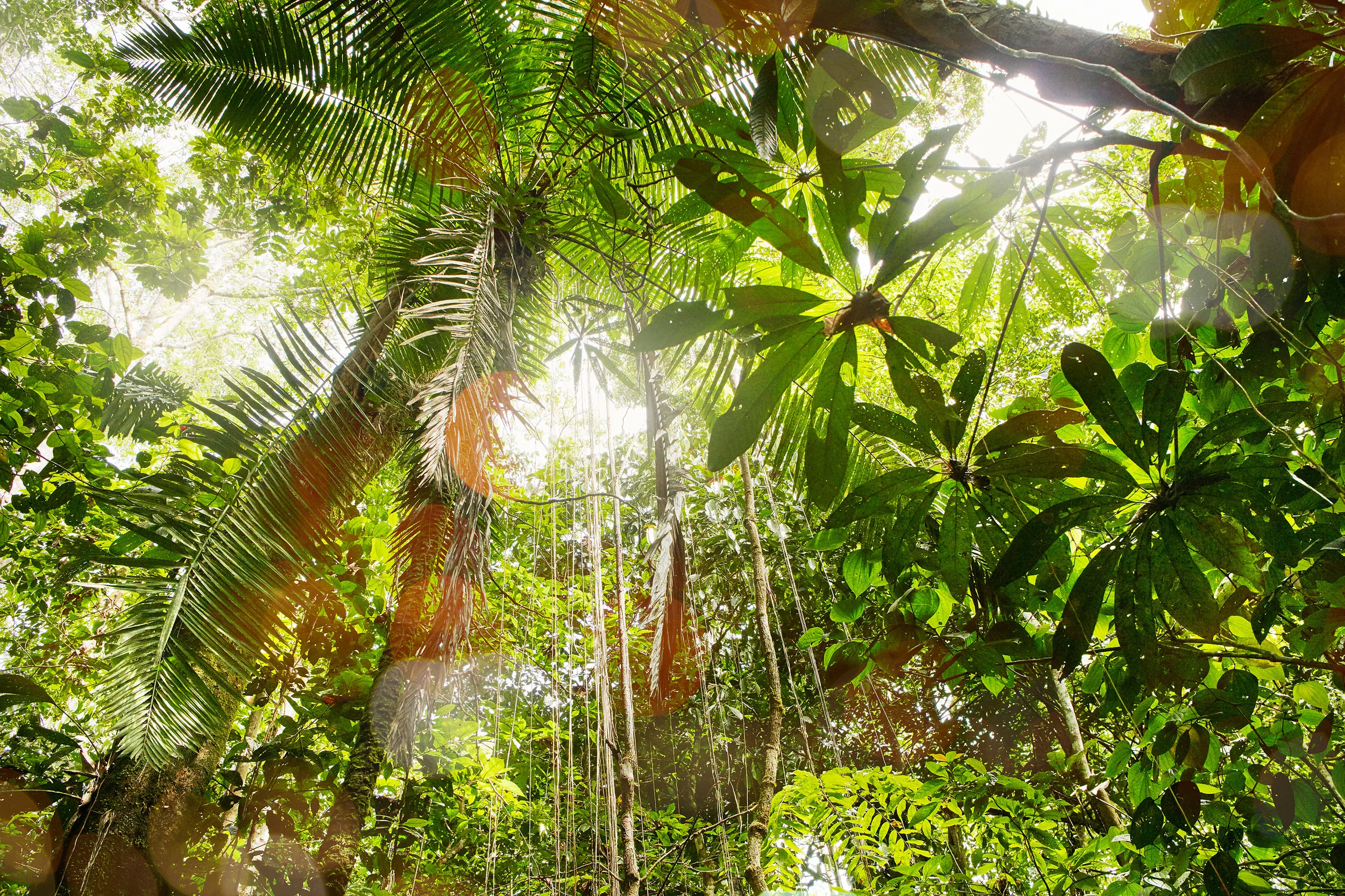 80_AmazonJungle.jpg