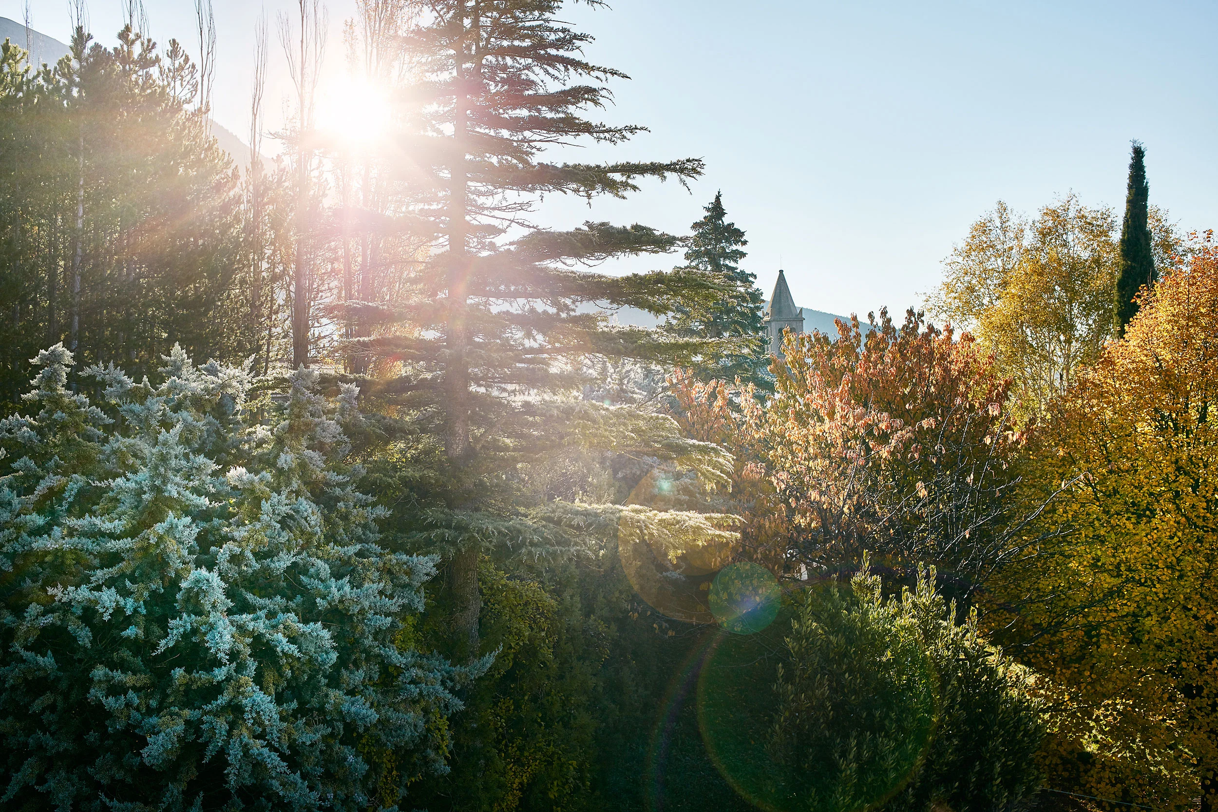84_LeVillardTreeTops.jpg
