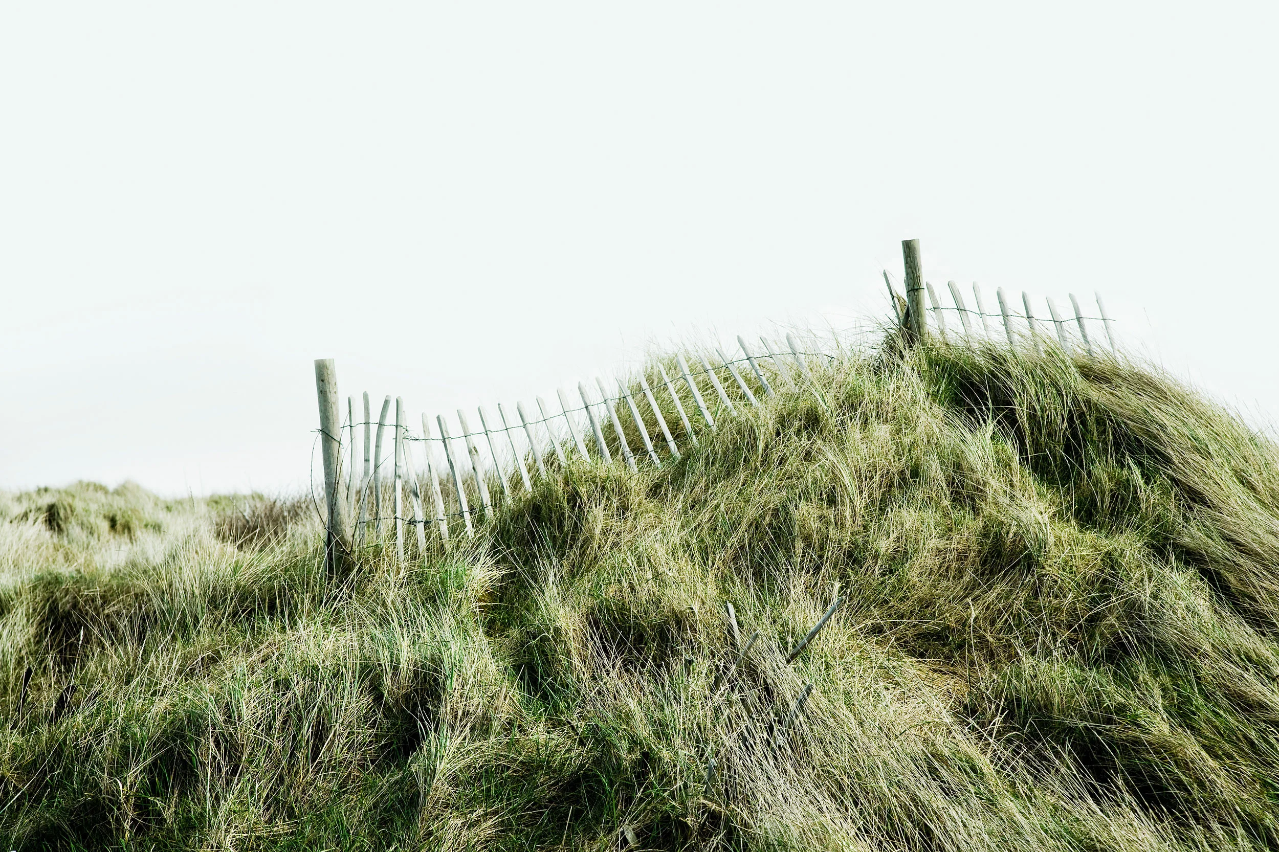 89_BeachGrass.jpg