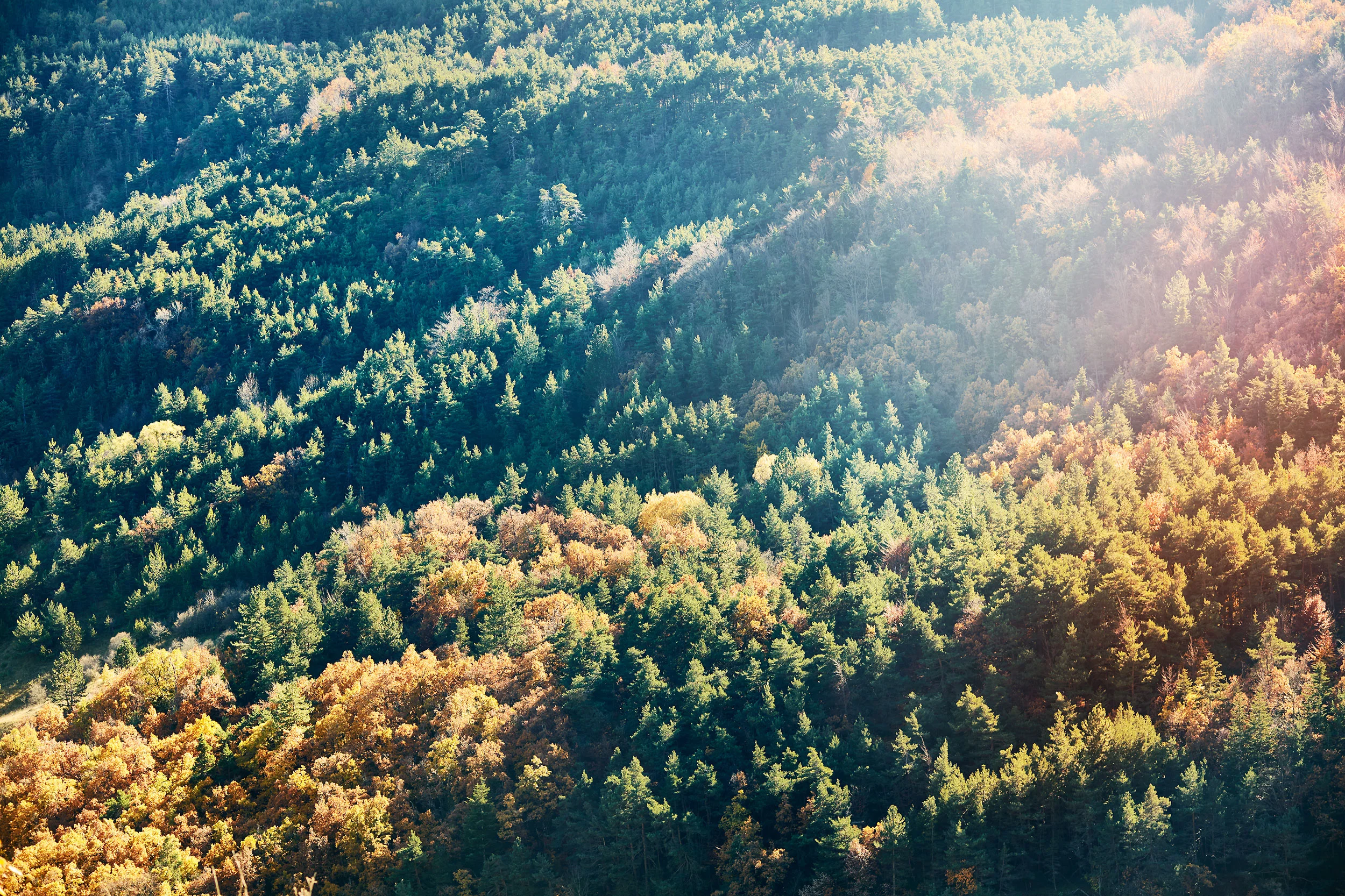 92_AutumnTrees_a.jpg