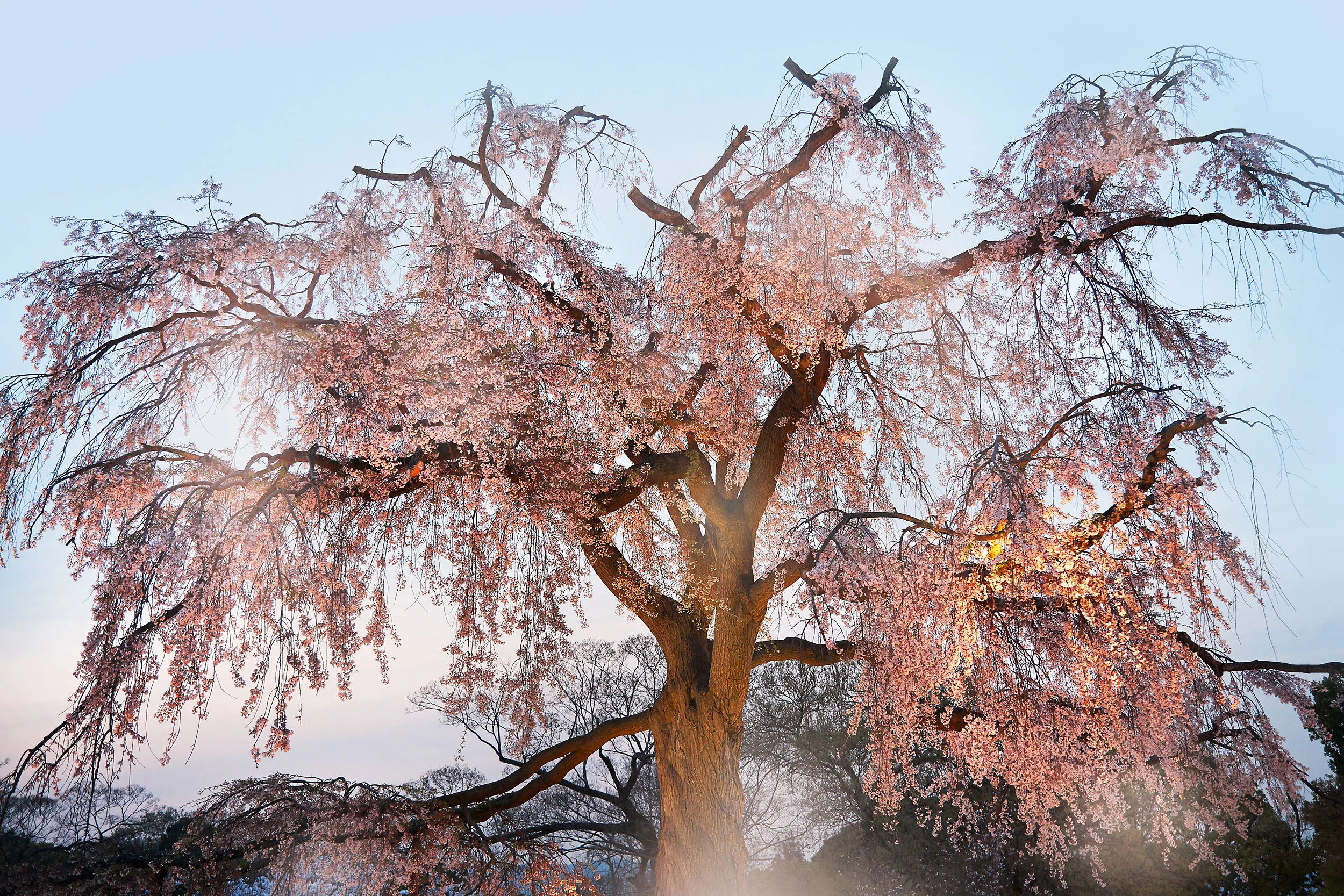_W5V2470_01CherryBlossomTree02.jpg