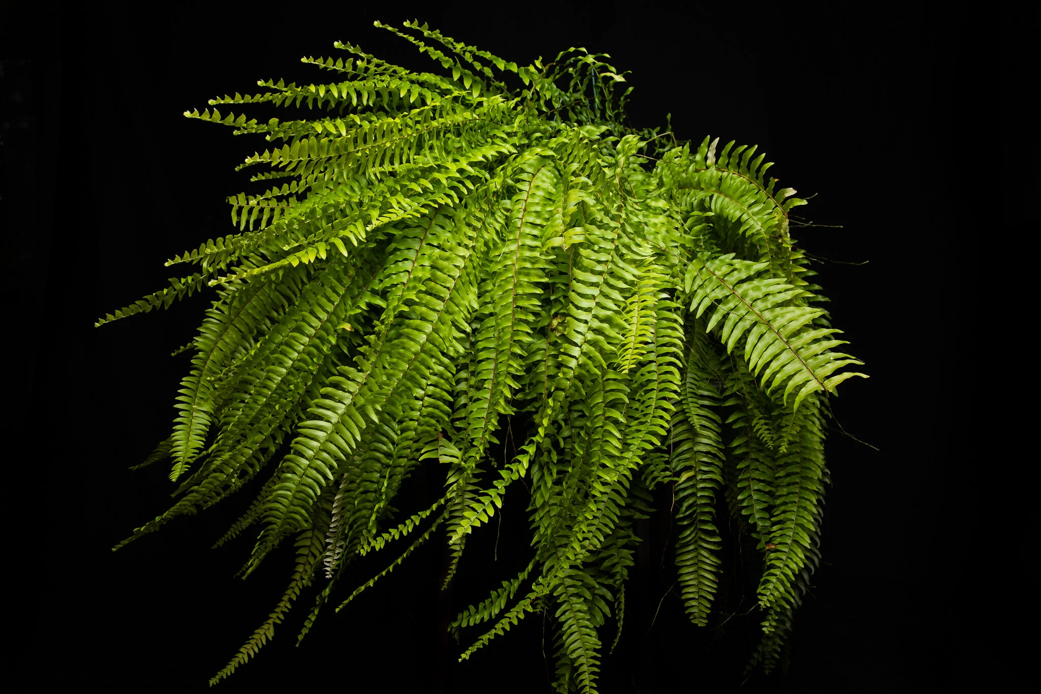 Boston_fern_(Nephrolepis_exaltata_'Bostoniensis').jpg
