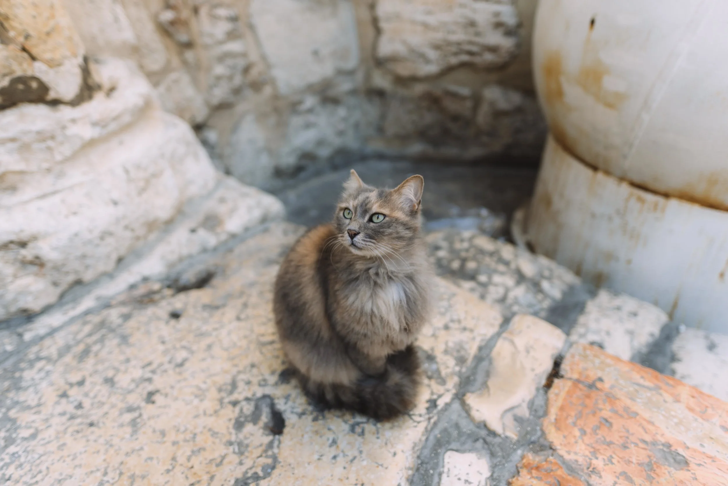 DSC_0005.jpg