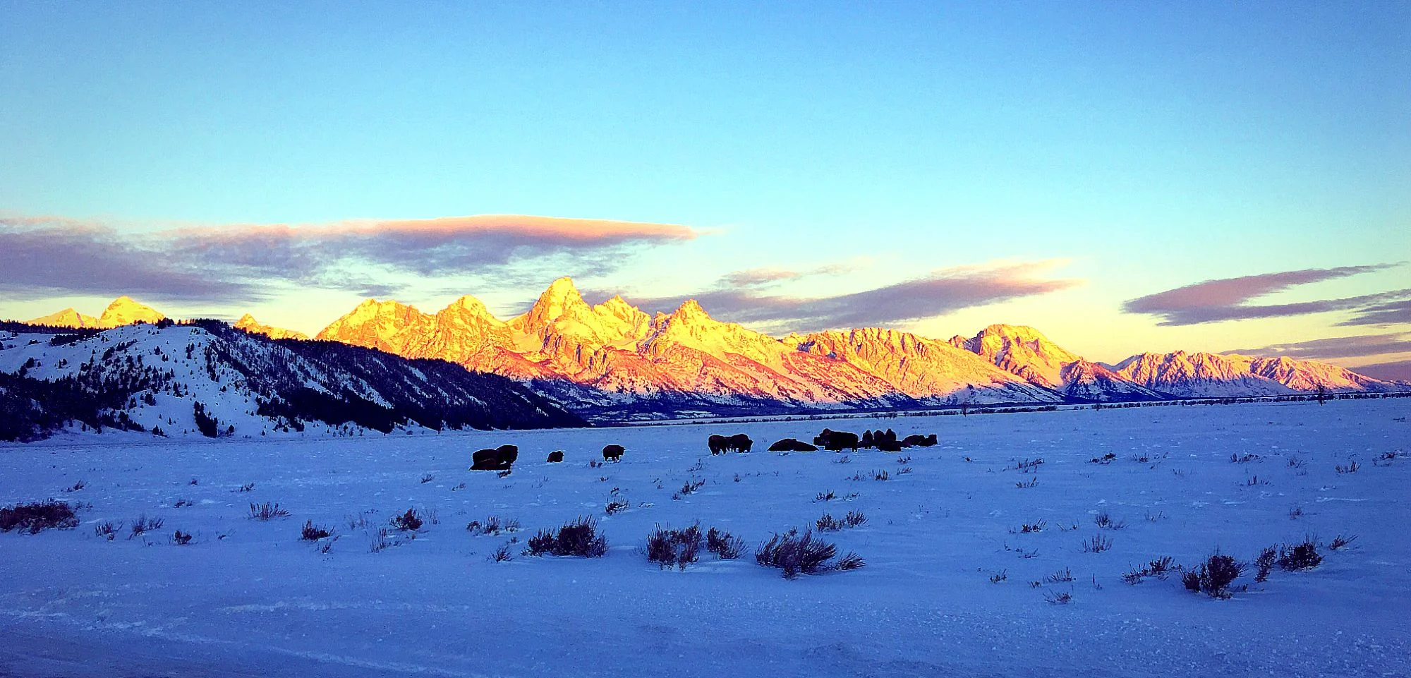 tetonsbison.JPG