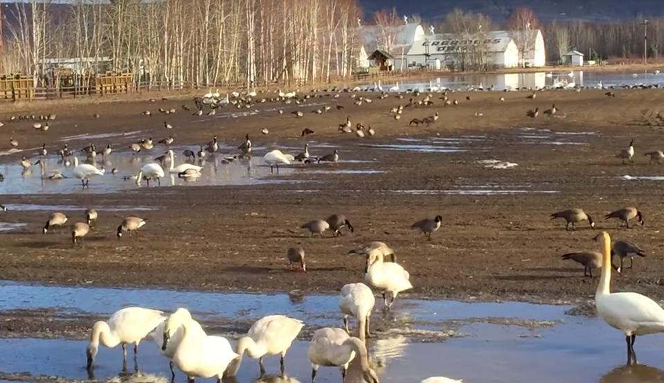 Creamer's Field survives Senate attempt to fix imaginary problem