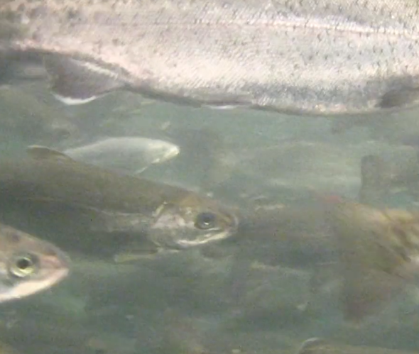 State 'cleans up' Kimberly Lake PFAS contamination by allowing more pollution