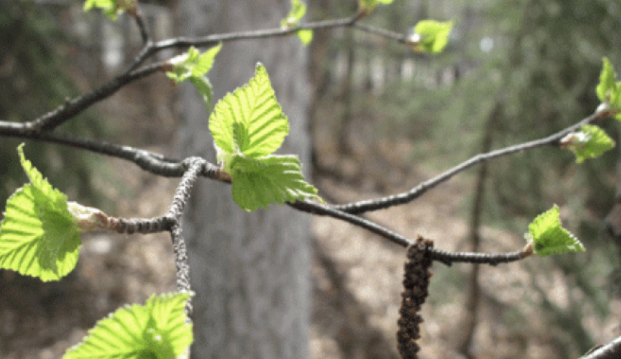 Greenup Day in Fairbanks: Here’s to compulsive scientists