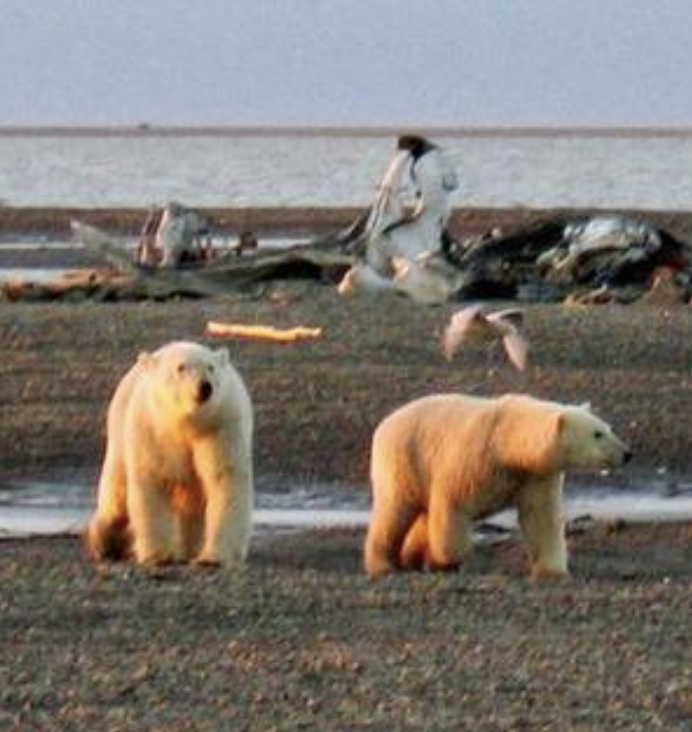 Trump bumbling sets up ANWR lease on final day of his reign; setting up for Biden rejection