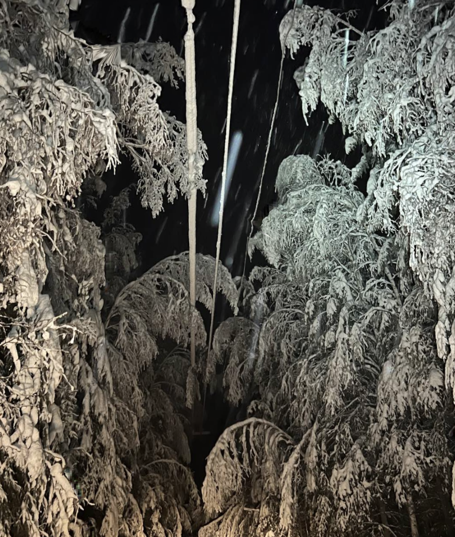 November rain created glue that exacerbates power problems with thousands of weeping winter birch trees