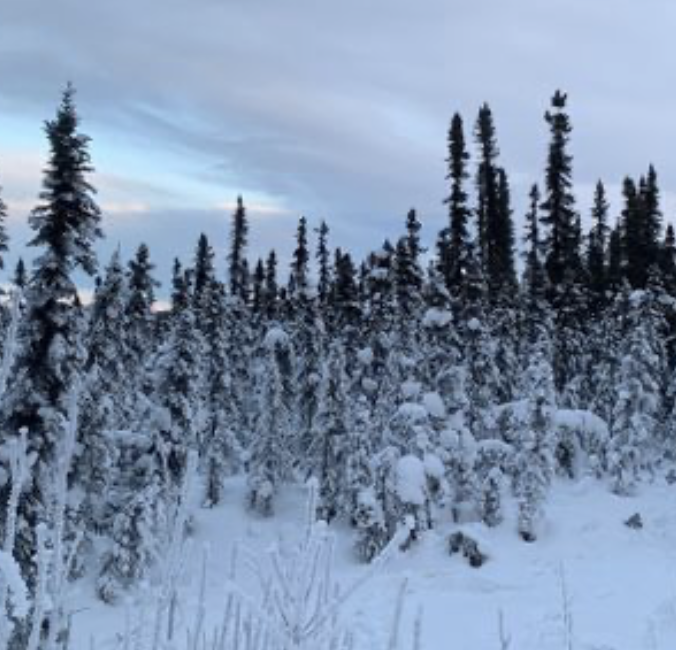 Carbon consultant says pilot projects on forest preservation could bring state $8 million a year; recommends caution