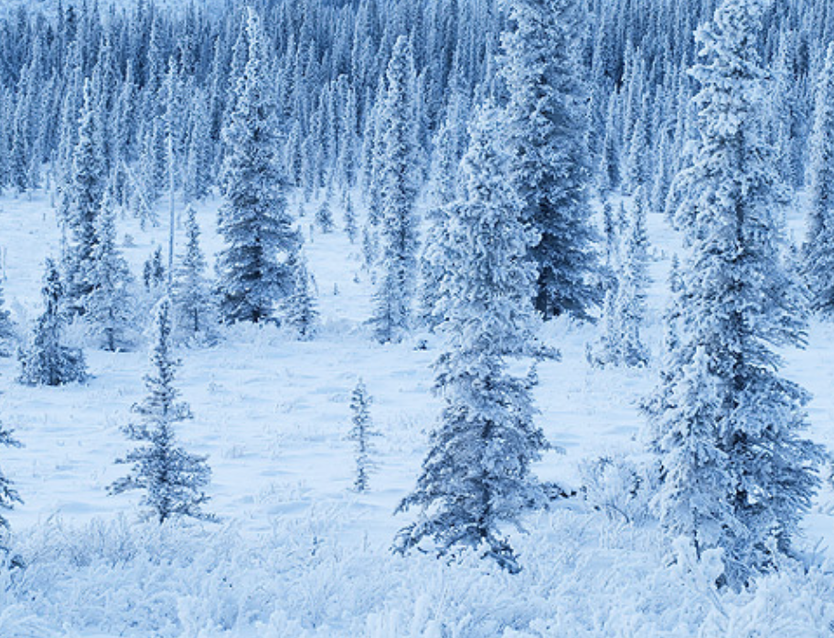 Legislature to study how money grows on trees, while Dunleavy administration refuses to explain $7 billion claim