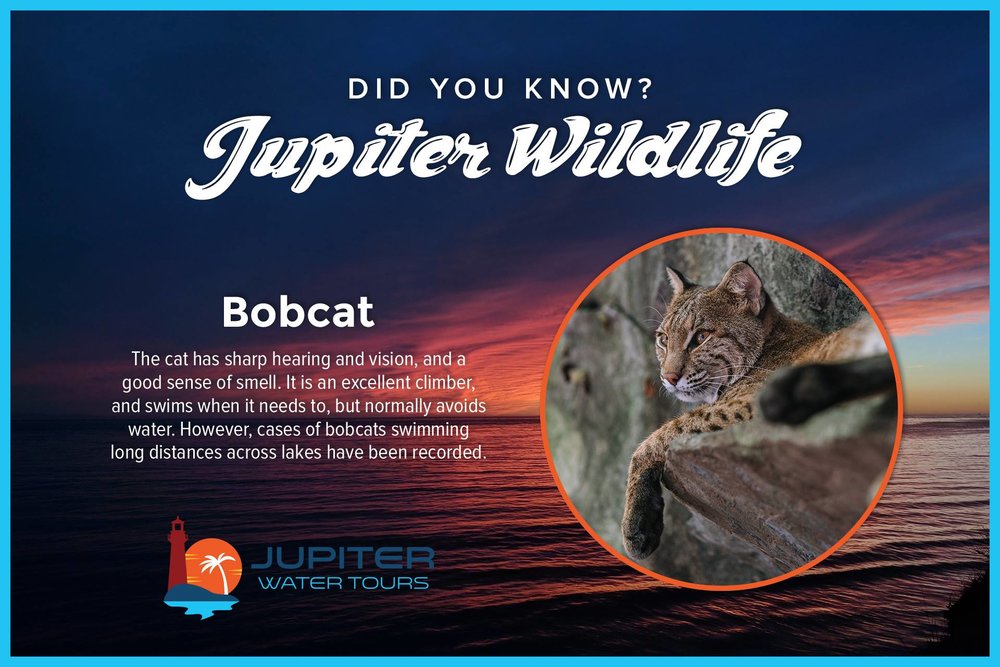 Bobcat.jpg