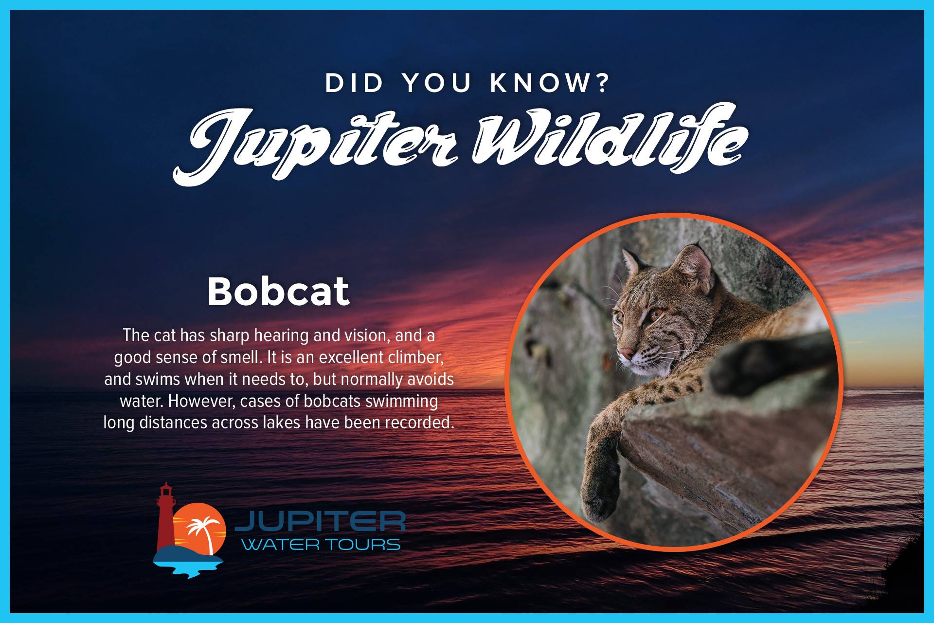 Bobcat.jpg