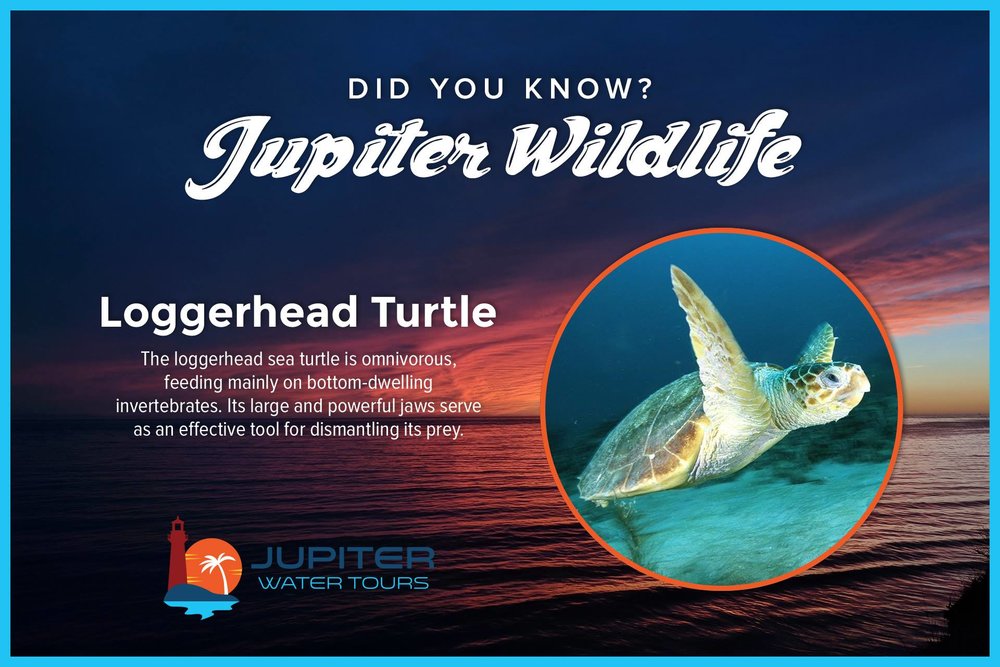 Loggerhead Turtle.jpg