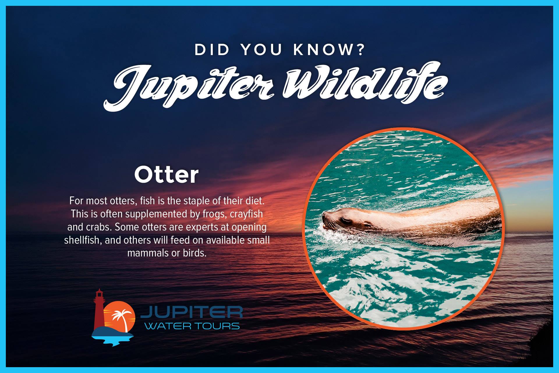 Otter.jpg