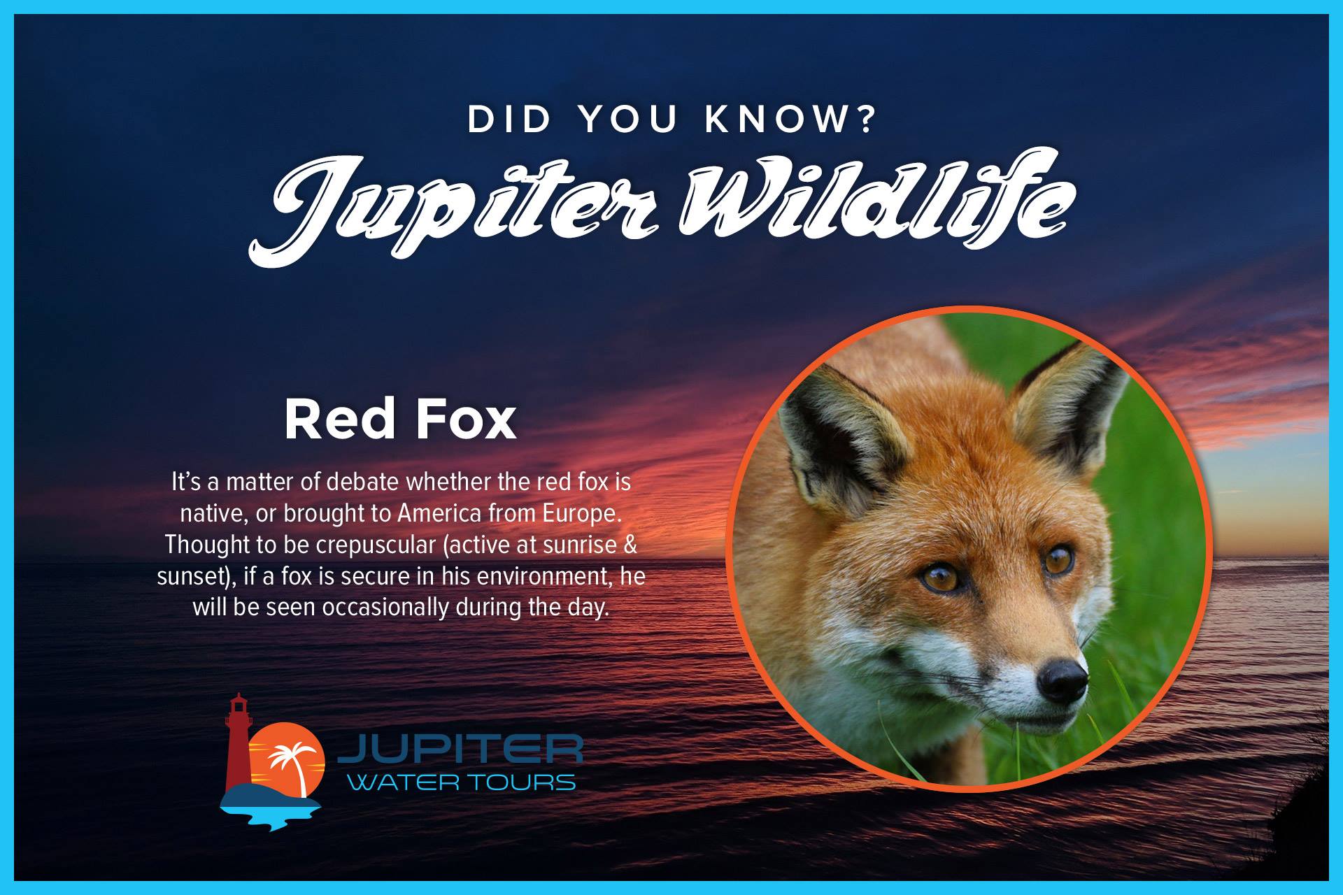 Red Fox.jpg