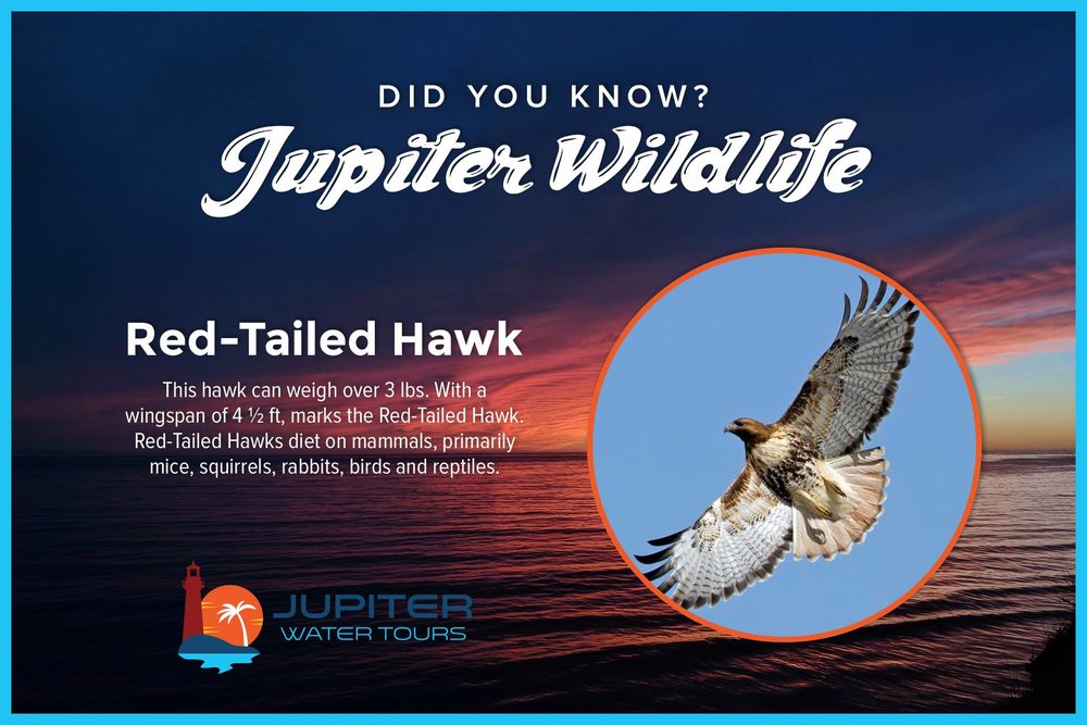 Red Tailed Hawk.jpg
