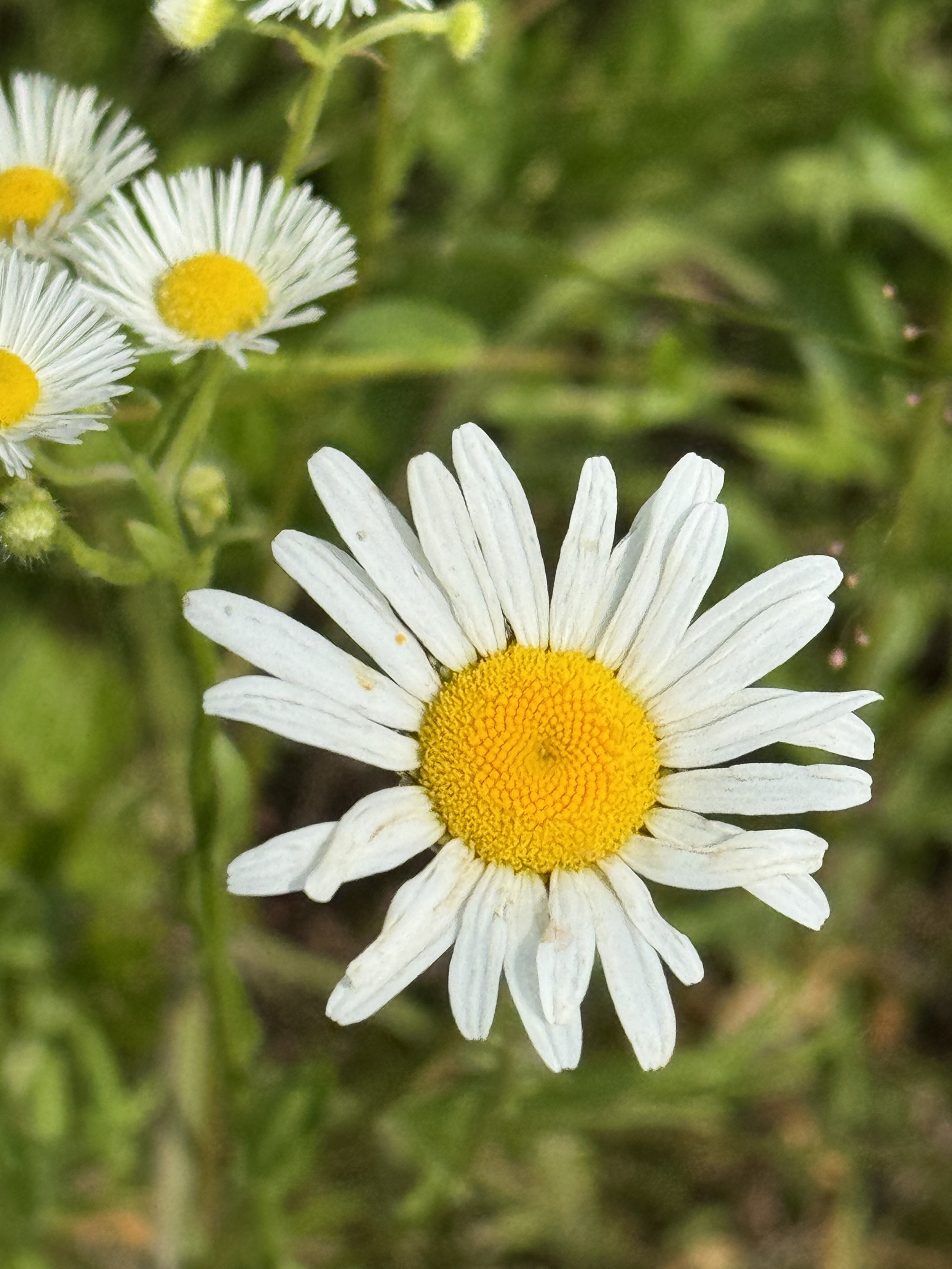 Something New is Coming!  {Salt and Light is being re-released}