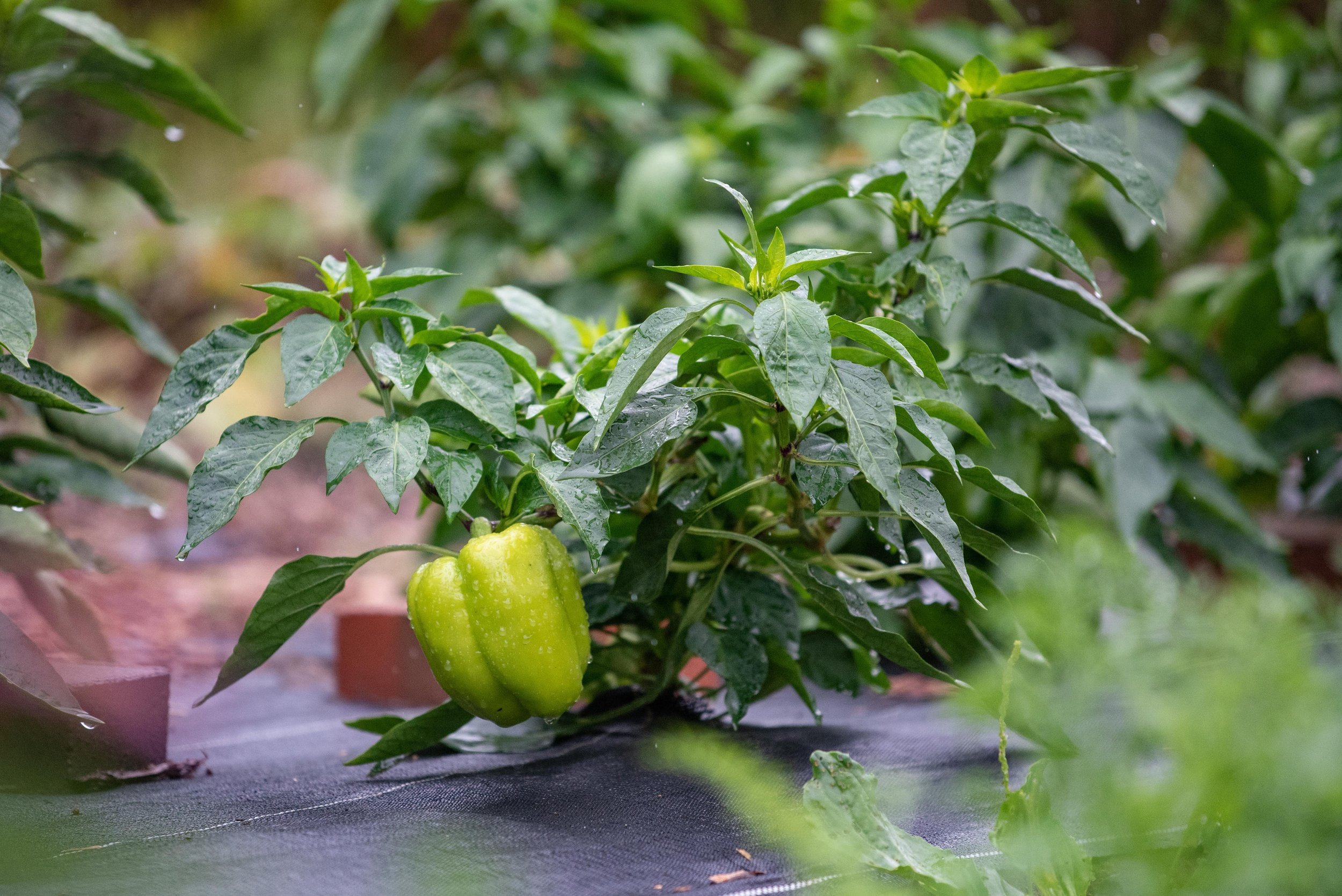 bellpeppers.jpg