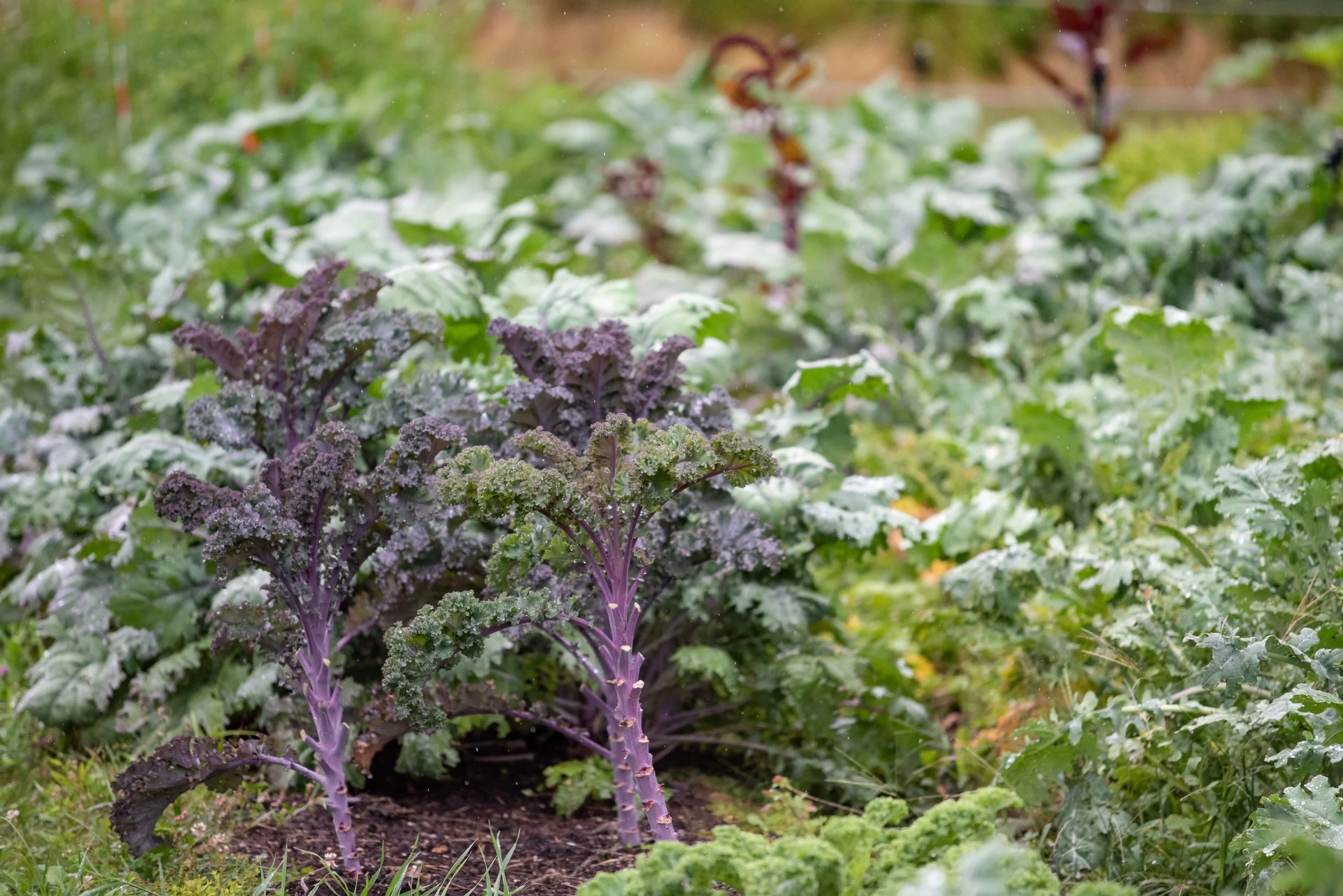 Healthy Communities of the Capital Area Awarded USDA Farm to School Grant to Strengthen Maine’s Local Food System
