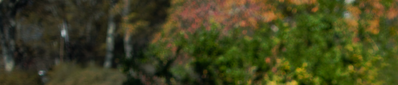 BG-trees.png
