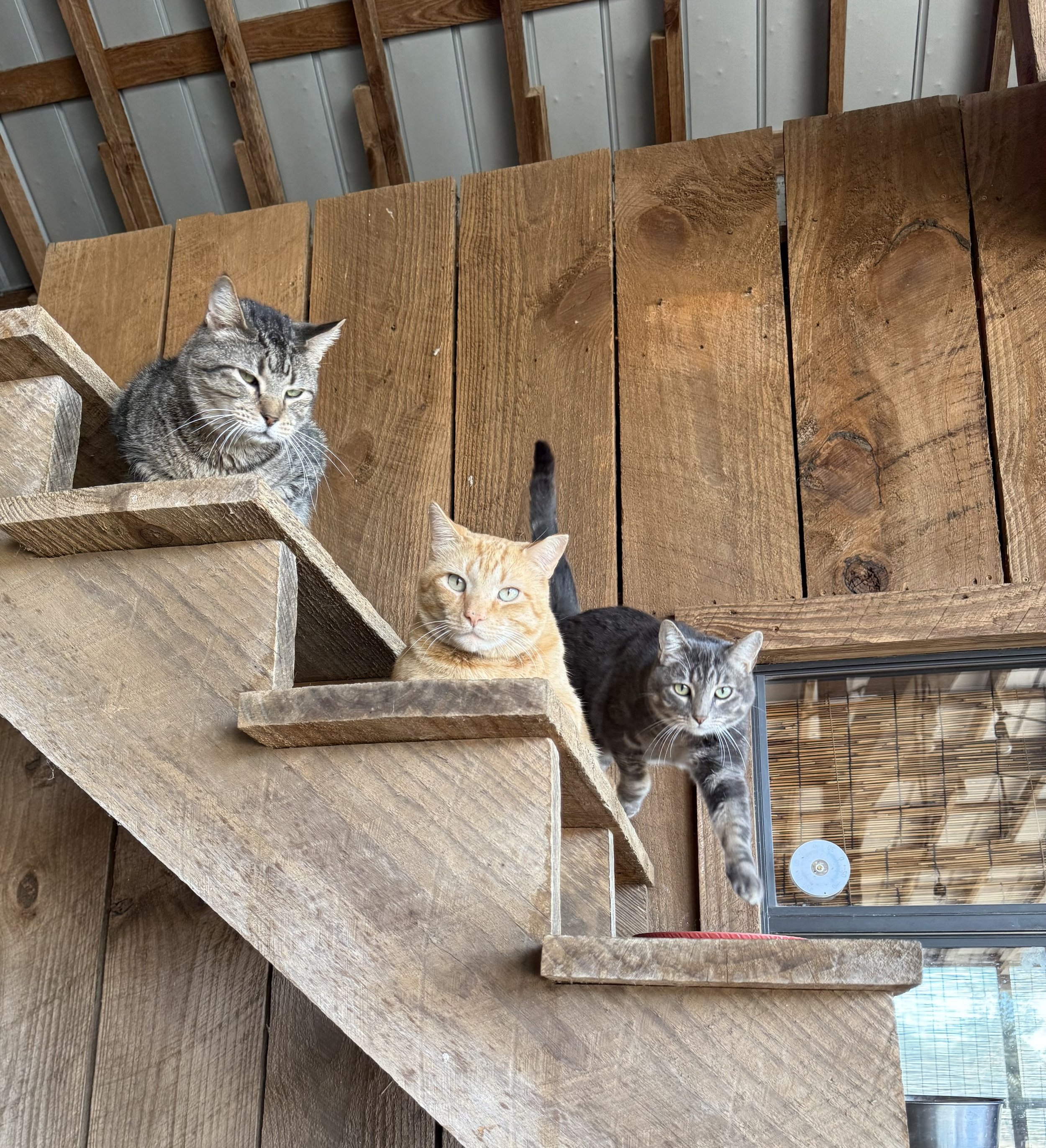 cats.jpeg
