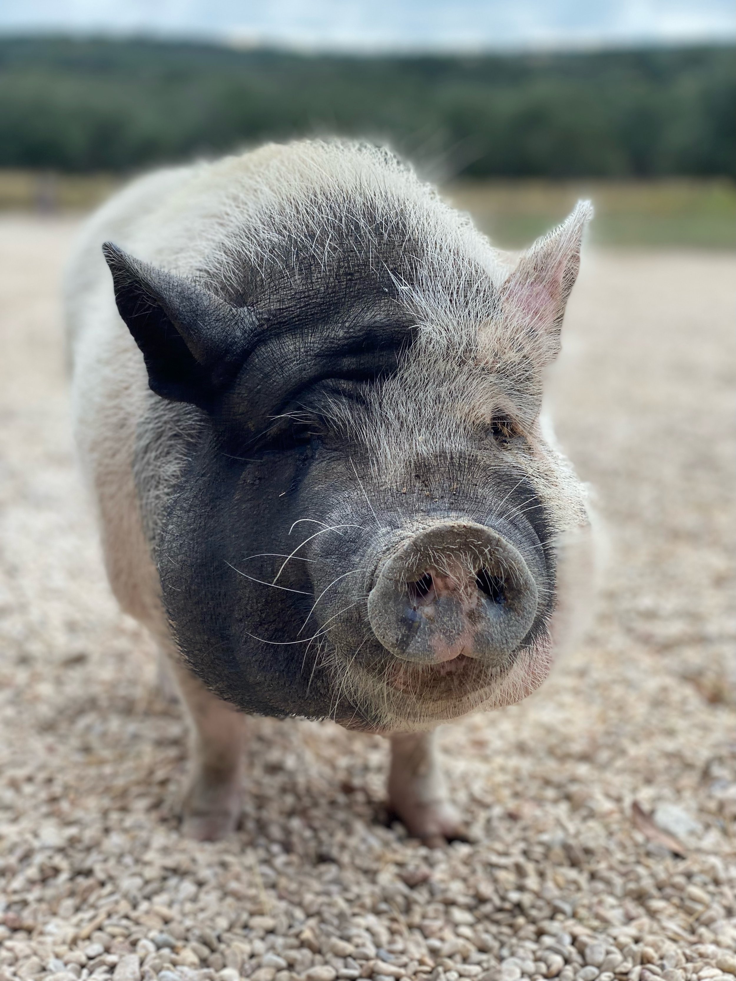 pig.jpeg