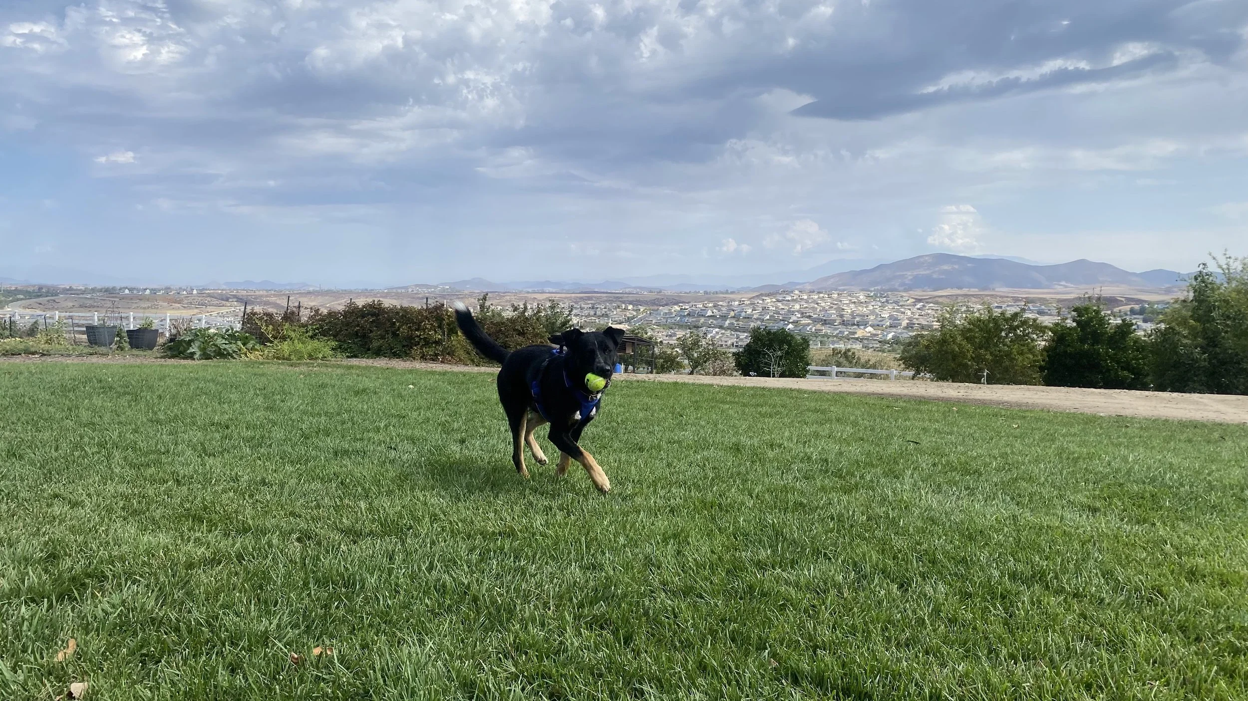 IMG_2196.jpeg