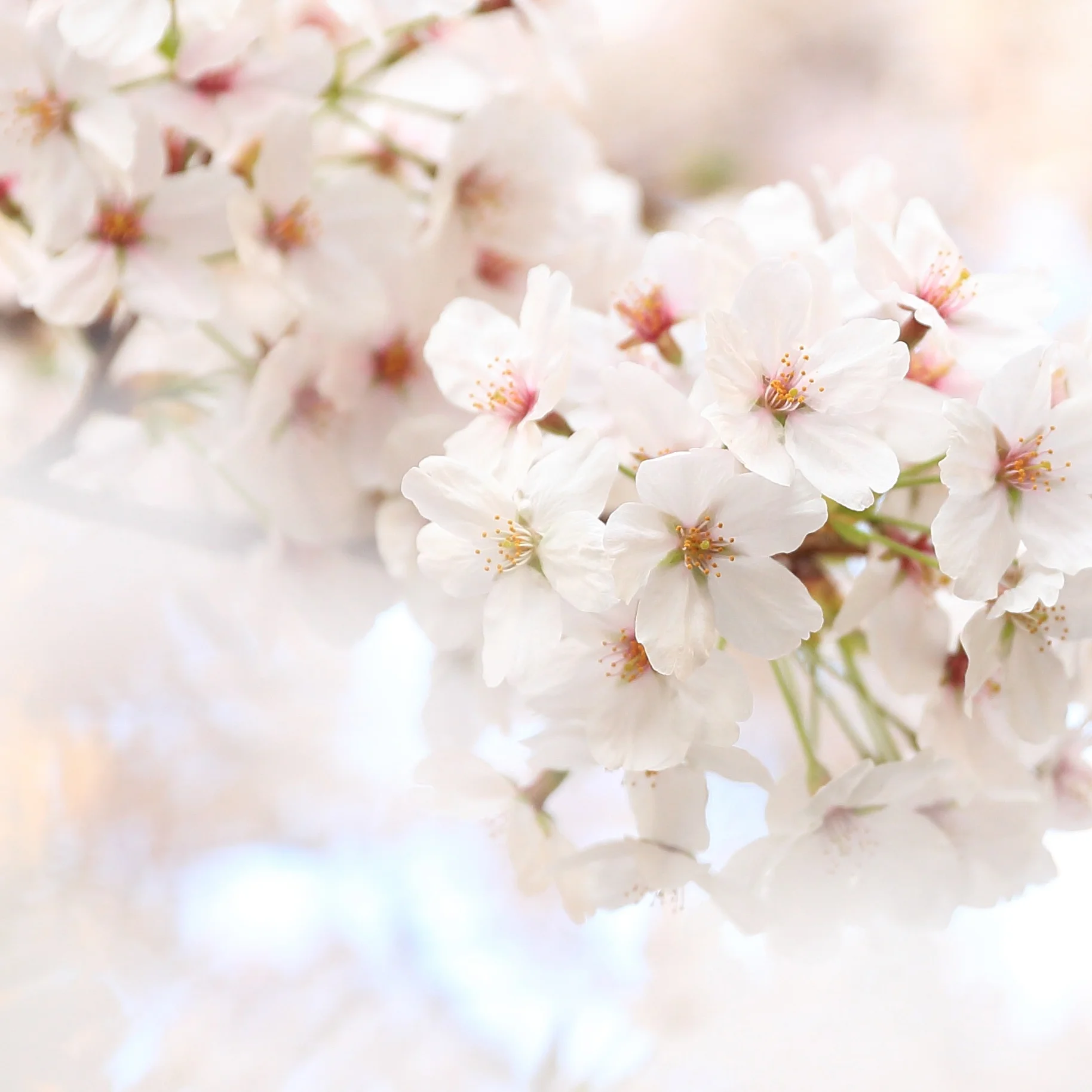 whiteflower-5.jpg