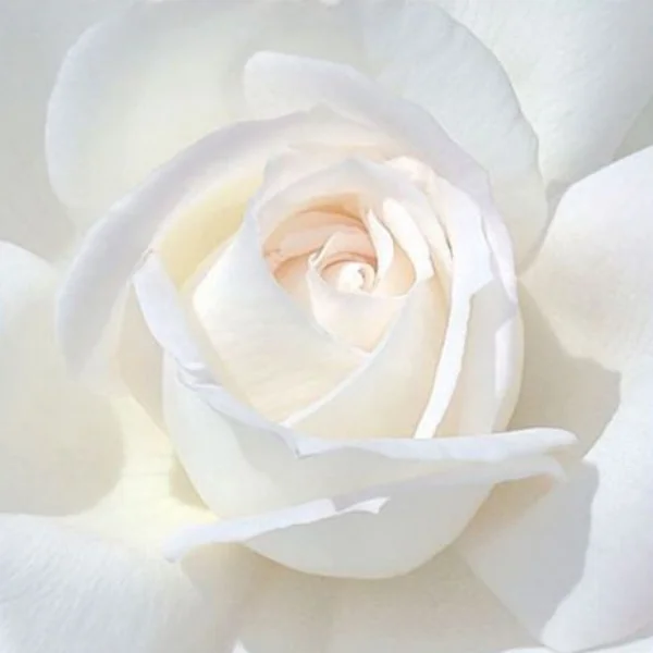 whiteflower-4.jpg