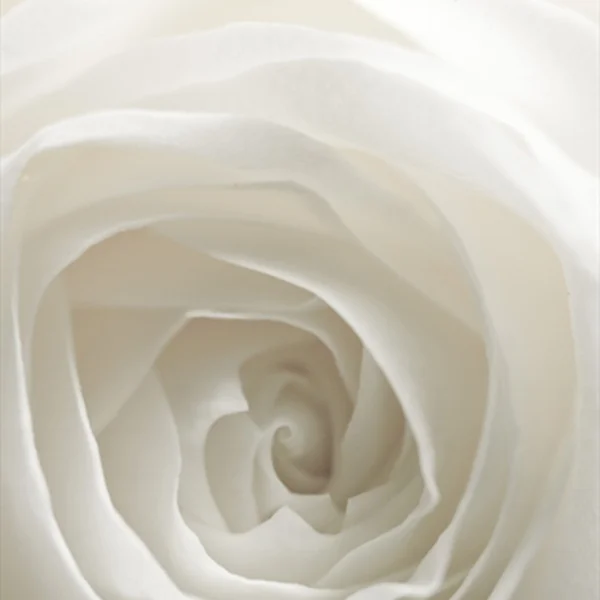 whiteflower-1.jpg