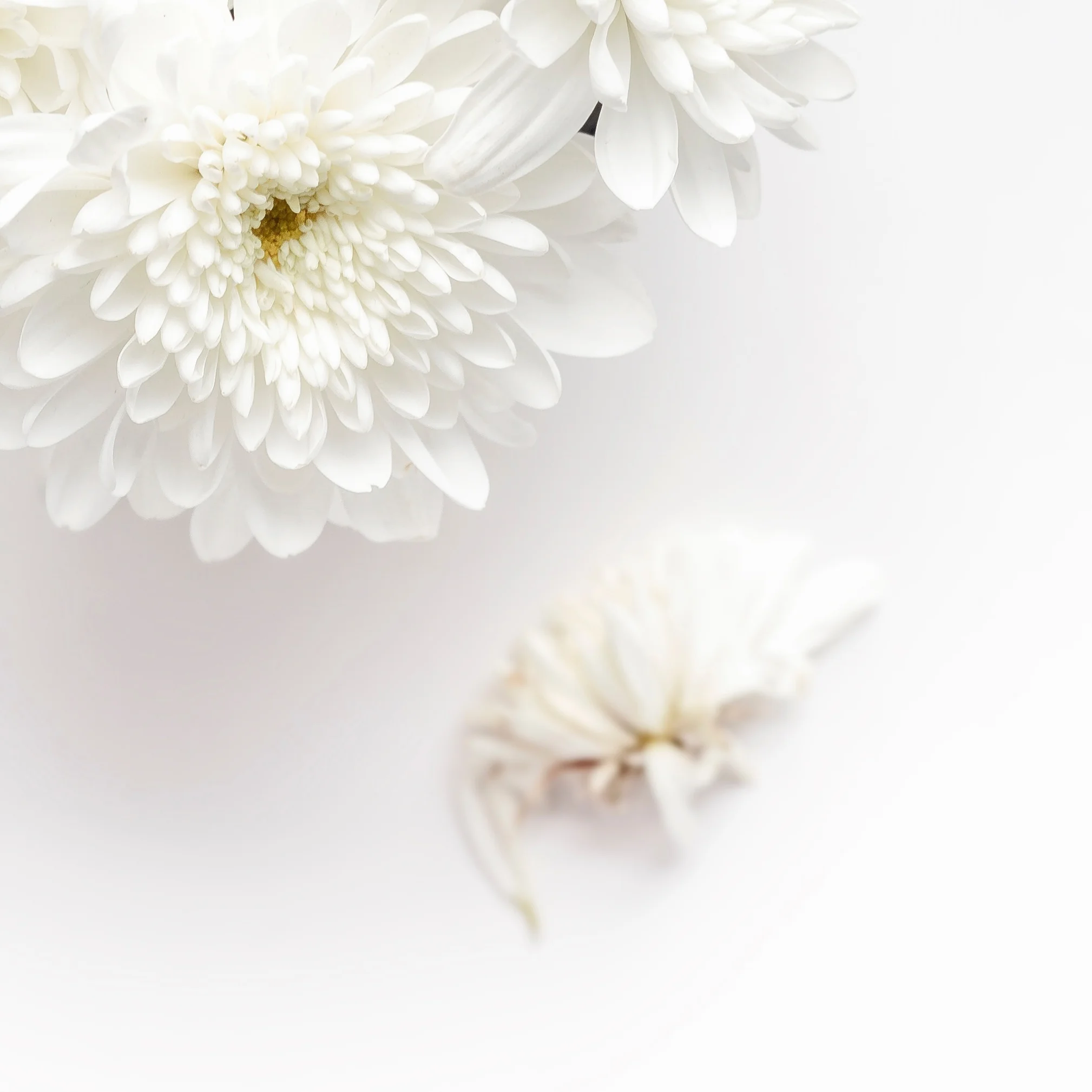whiteflower-3.jpg