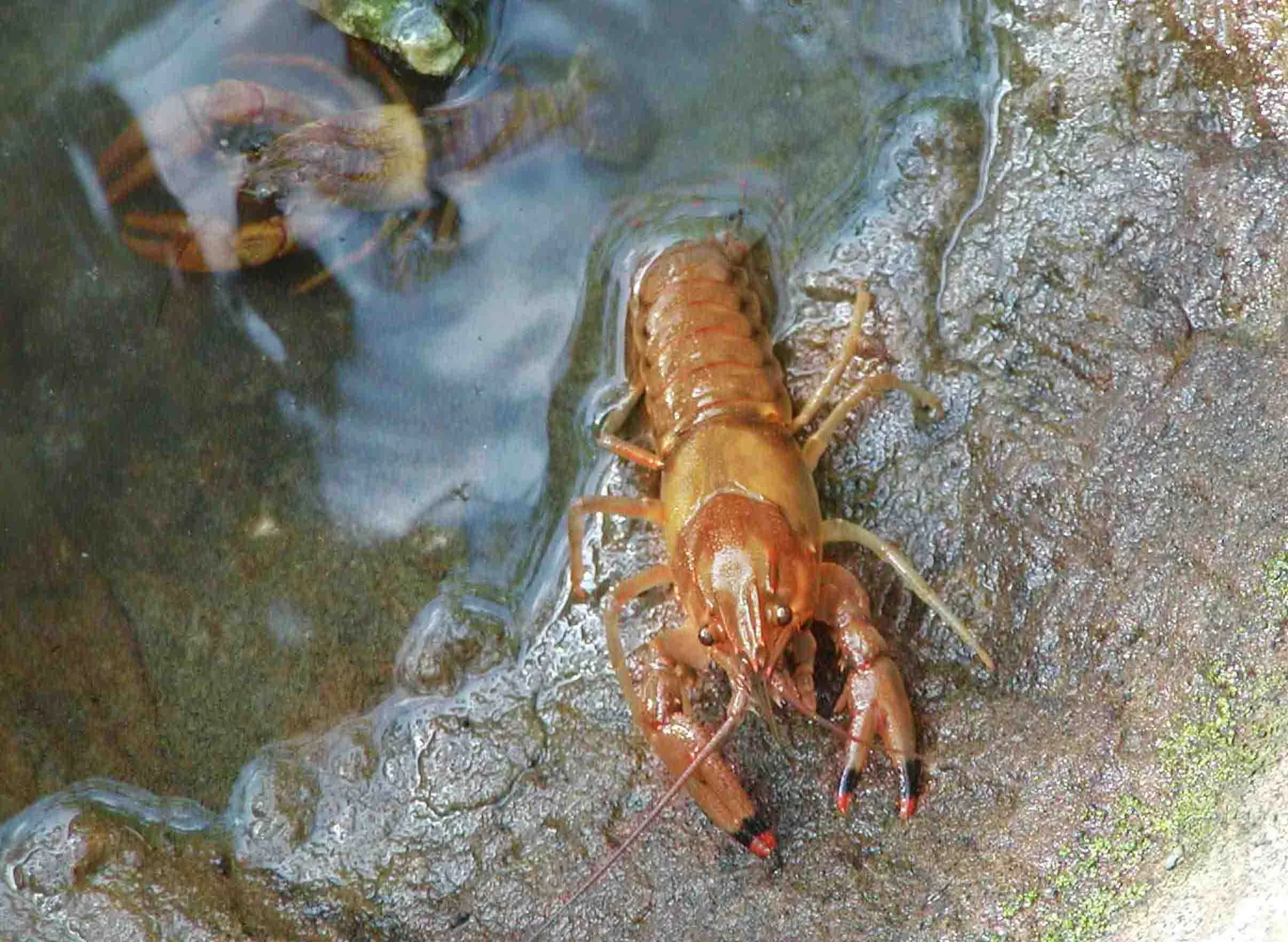 crawdad.jpg