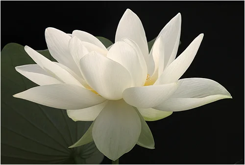 Day of Dead Kundalini flower.jpg