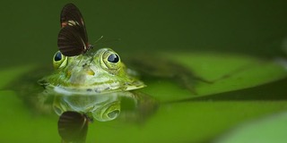Neave's frog.jpeg