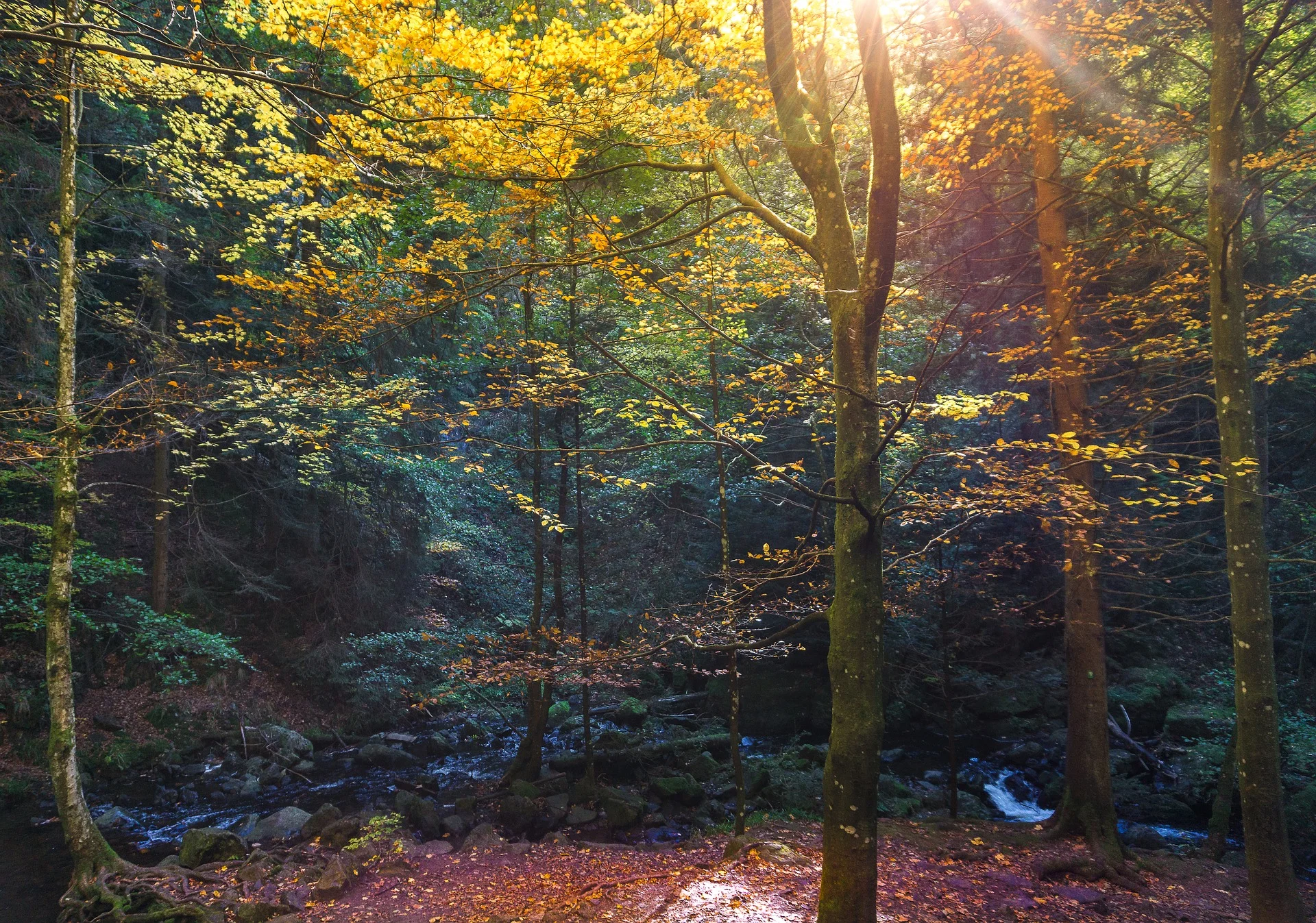 Forest Friday Hike Visual.jpg