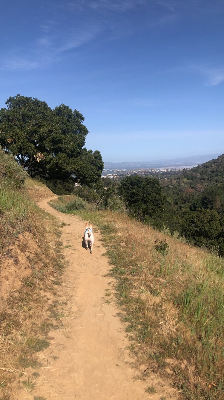 Hiking (with guest appearance from a mentor's dog)