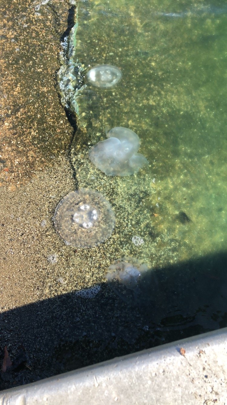 jelly fish sighting at the Foster City lagoon