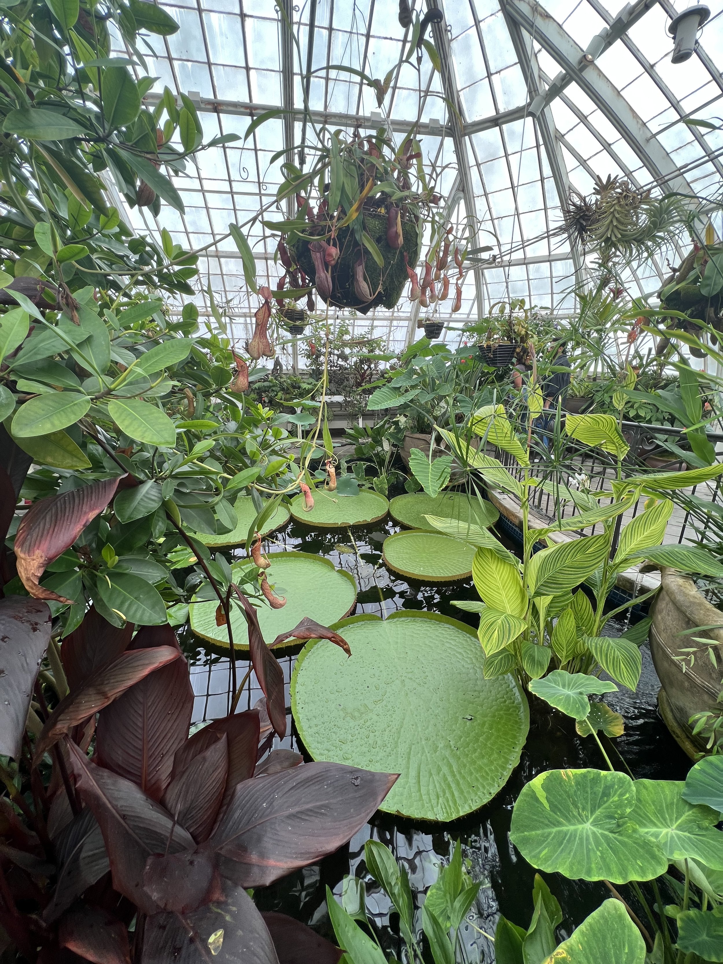 Visiting Conservatory of Flowers