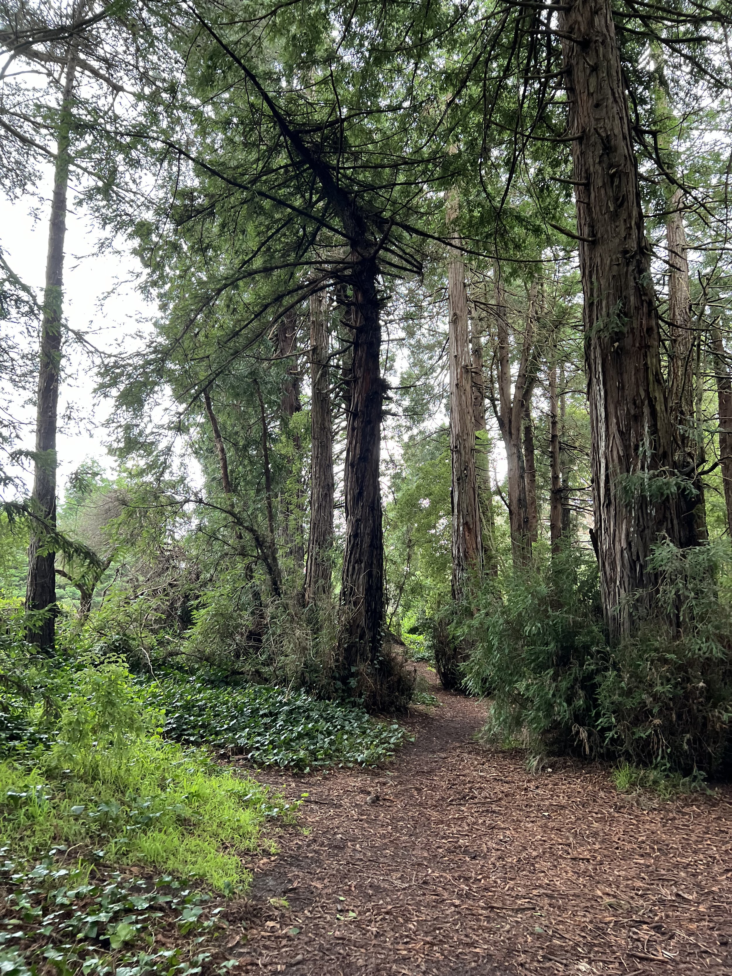 Exploring Golden Gate Park