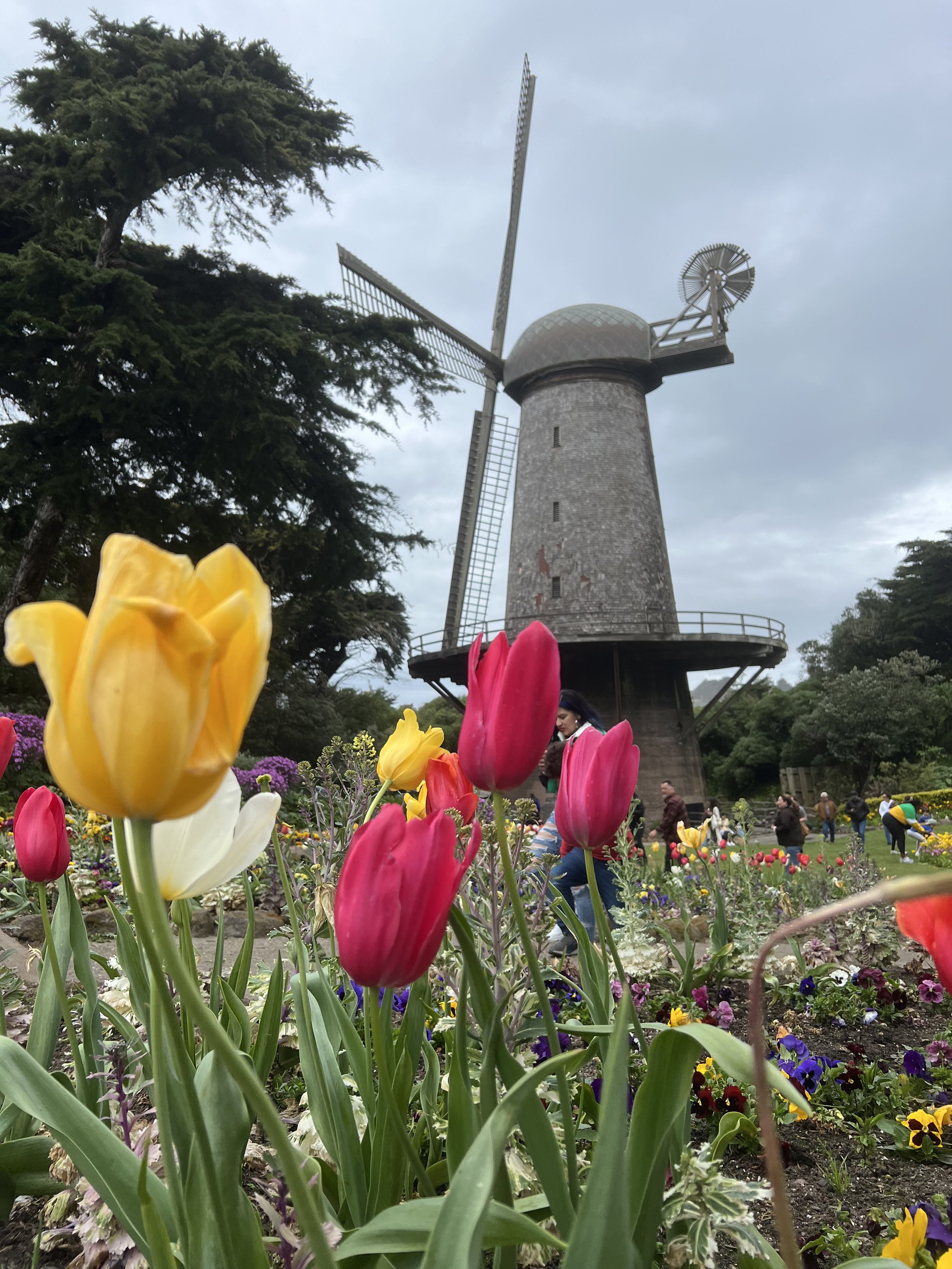 Visiting windmill and tulip garden