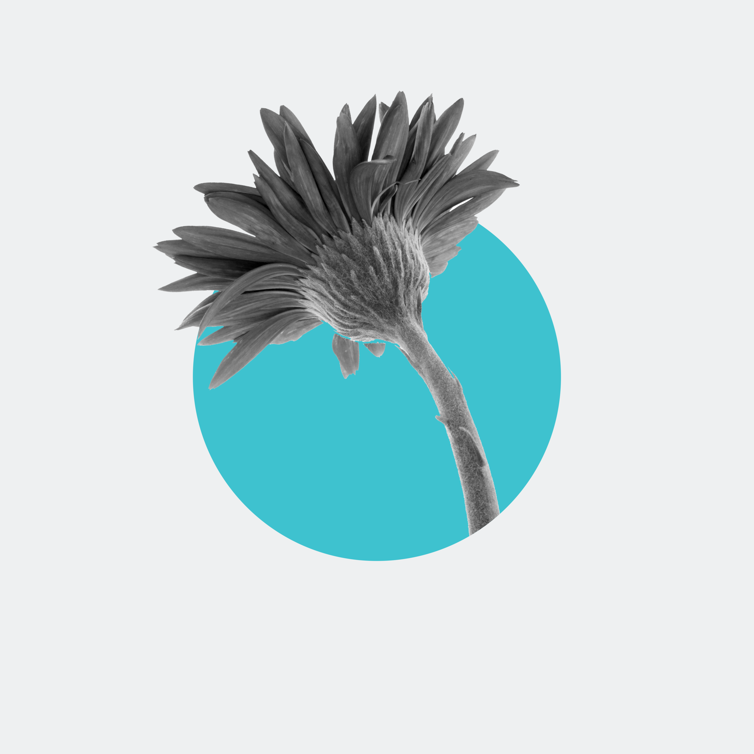 Flower2.png