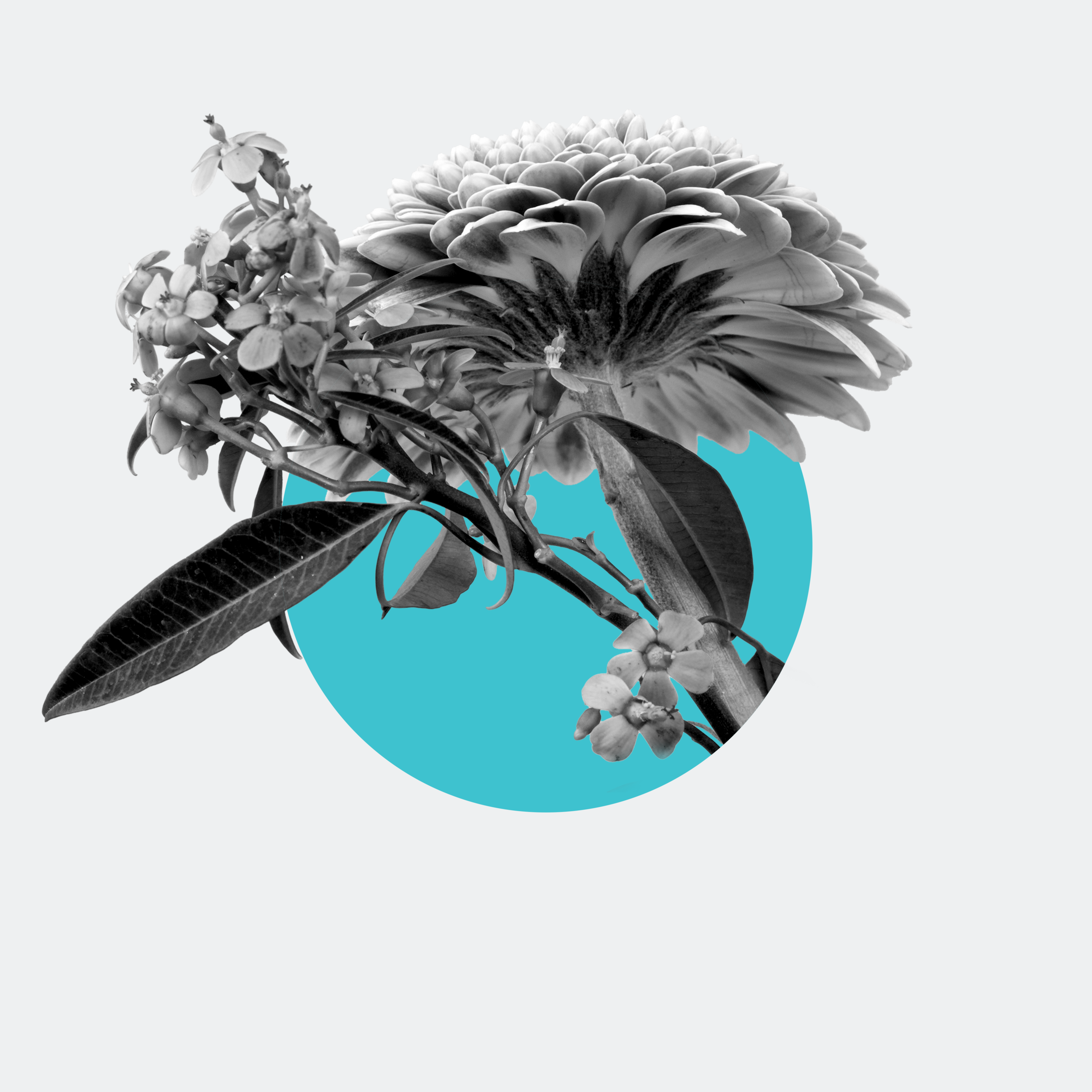 Flower3.png