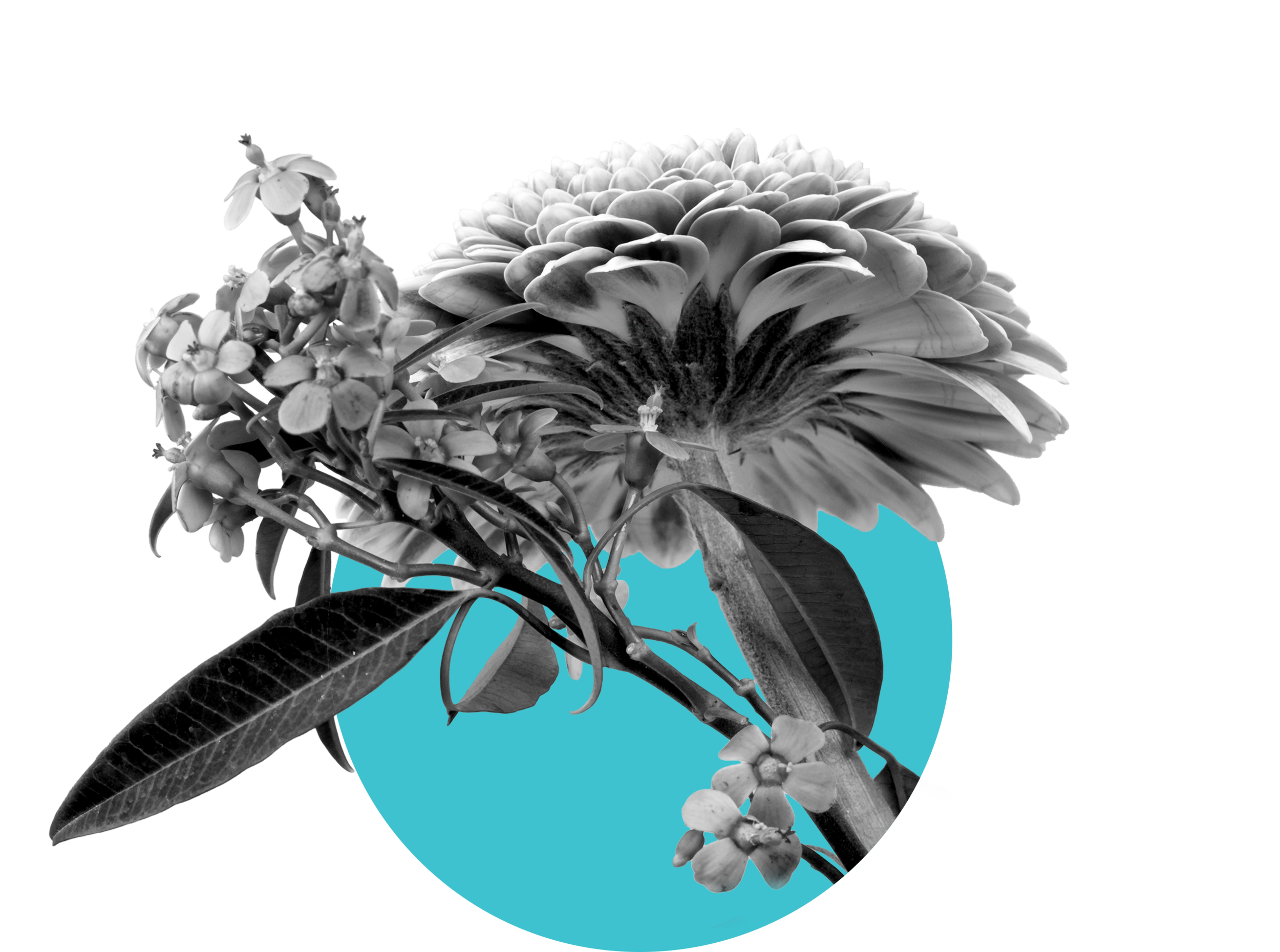 Flower3.png
